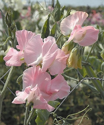Picture of Sweet Pea Pink Panther*
